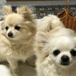 狛江駅徒歩2分 女性専用加圧トレーニング RockHeart: