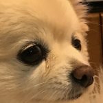 狛江駅徒歩2分 女性専用加圧トレーニング RockHeart: