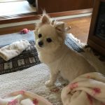 狛江駅徒歩2分 女性専用加圧トレーニング RockHeart: