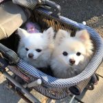 狛江駅徒歩2分 女性専用加圧トレーニング RockHeart: